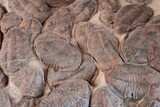 x Huge, Mortality Plate Of Large Asaphid Trilobites - Morocco #226048-7